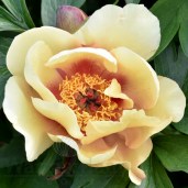 Mock Orange Yellow 5